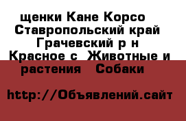 щенки Кане Корсо  - Ставропольский край, Грачевский р-н, Красное с. Животные и растения » Собаки   
